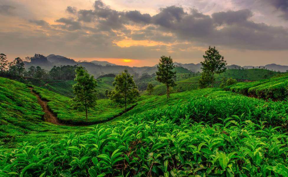 Munnar Kerala - Best Winter Destinations in India