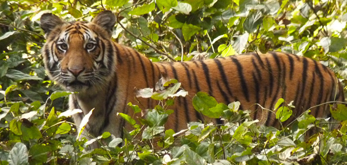 Tigers Number on a Rise in Dudhwa Tiger Reserve