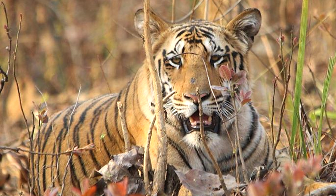 15 Unexplored Wildlife Destinations In India Tour My India