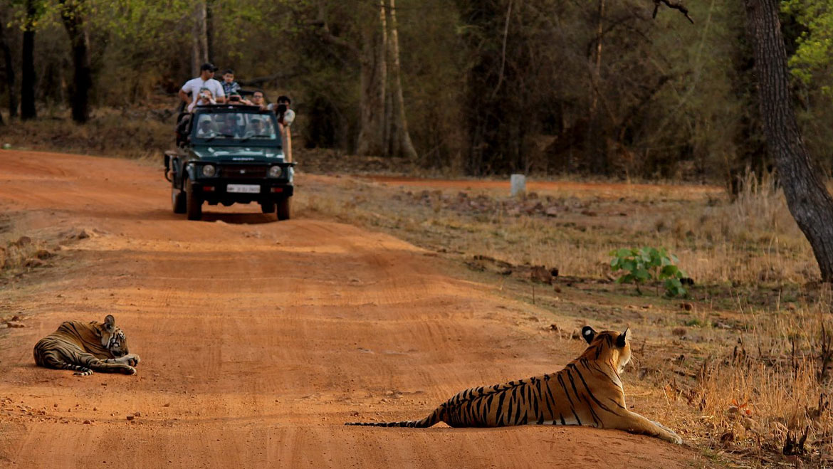 Best Time to Visit Tadoba National Park: Tour My India