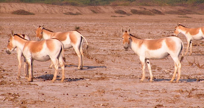 20 Popular National Parks And Wildlife Sanctuaries In Gujarat