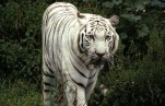 Do You Know the Reason Behind The Color Of White Bengal Tiger?