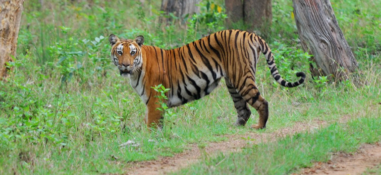 The Best 10 Tiger Safari Holiday Destinations in India