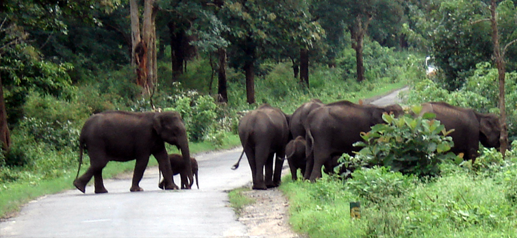 Mudumalai-Wildlife-Sanctuary