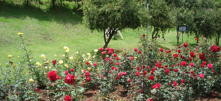 Rose-Garden