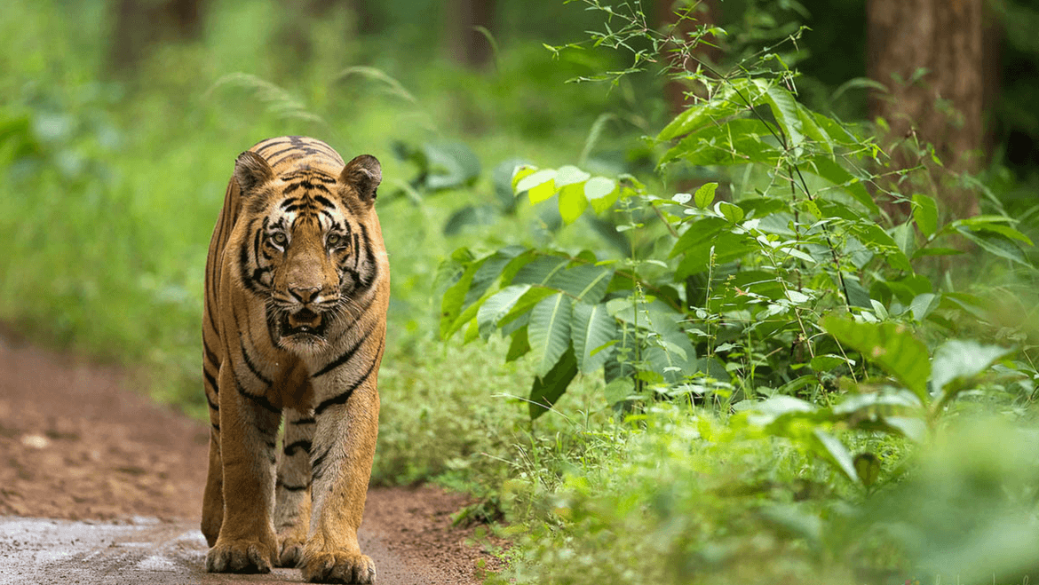 sustainable tourism in maharashtra