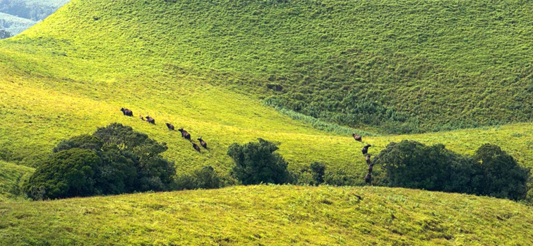 Kudremukh