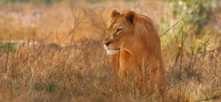 Asiatic Lion Population Rises in Gir National Park, Gujarat