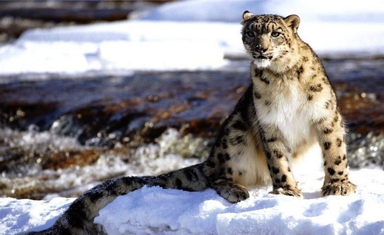 Top Places for Snow Leopard Sighting in India: Tour My India