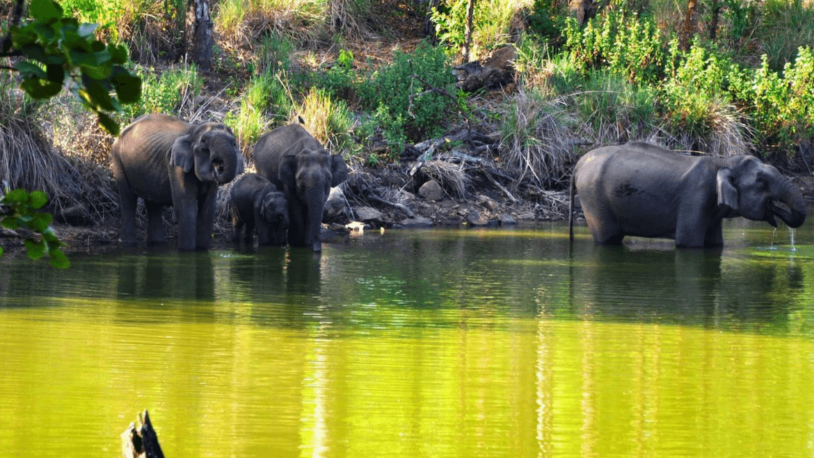 top-15-wildlife-tourism-places-you-must-visit-in-south-india