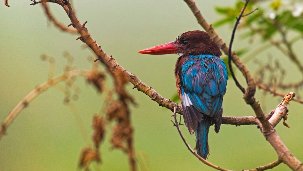 more-tweets-in-okhla-bird-sanctuary-than-on-twitter-birding