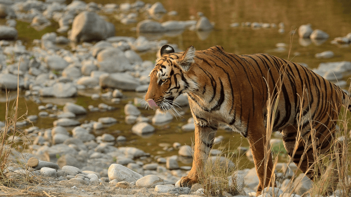 10 Best Things to Do in Jim Corbett Tiger Reserve