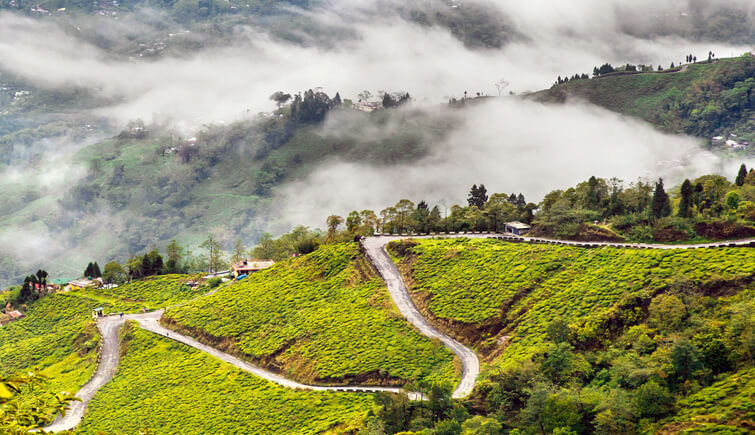 Top 10 Tea Plantation Destinations to Spend a Holiday in India