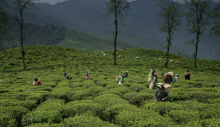 Top 10 Tea Plantation Destinations to Spend a Holiday in India