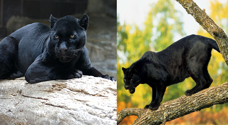 Black Panthers Make their way in Reserve Forest of Maharashtra and Odisha