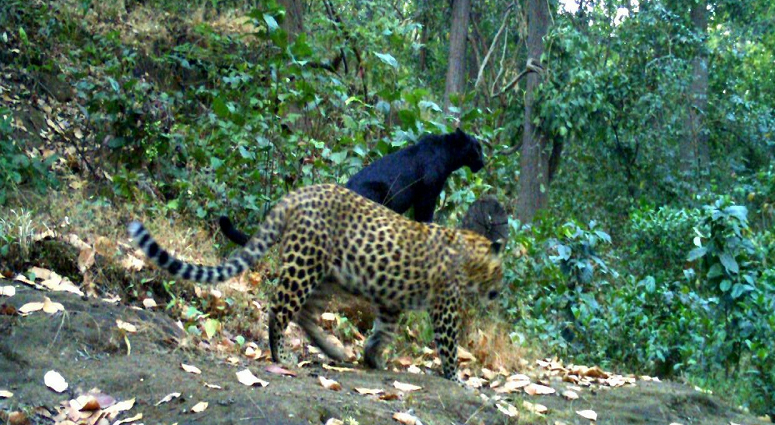 Principal 83+ imagen black jaguar in india - In.thptnganamst.edu.vn