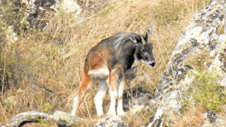 Himalayan Serow Got Photographed For The First Time in the Wilds of Kashmir