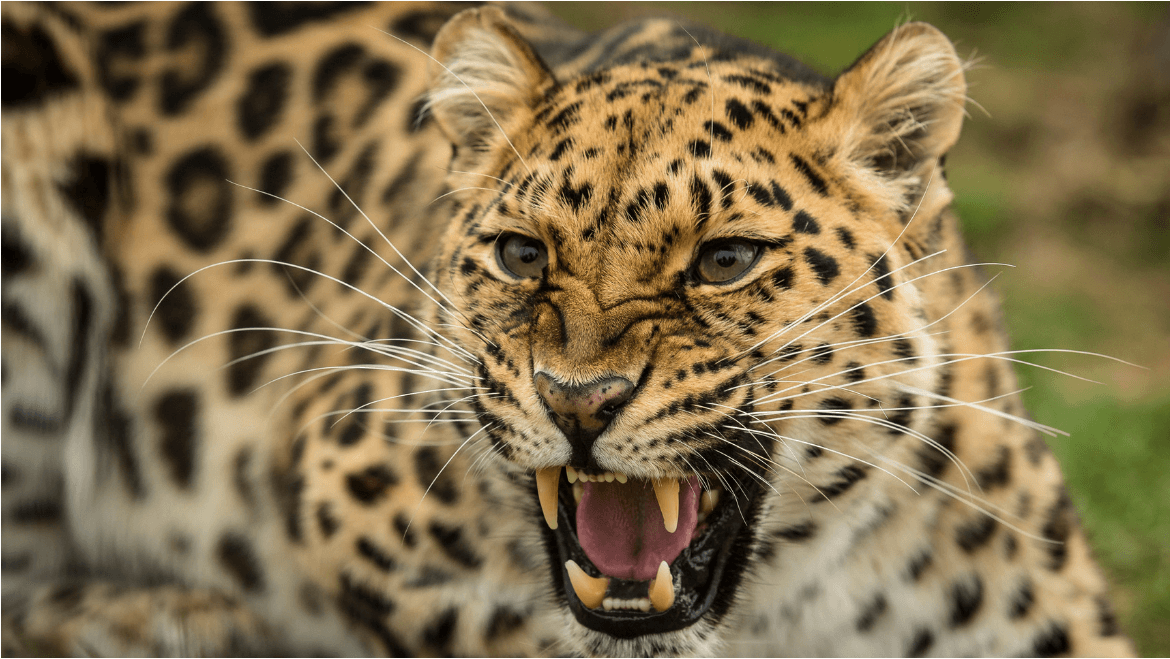 Leopard Population Doubles to 2500 in the State of Karnataka