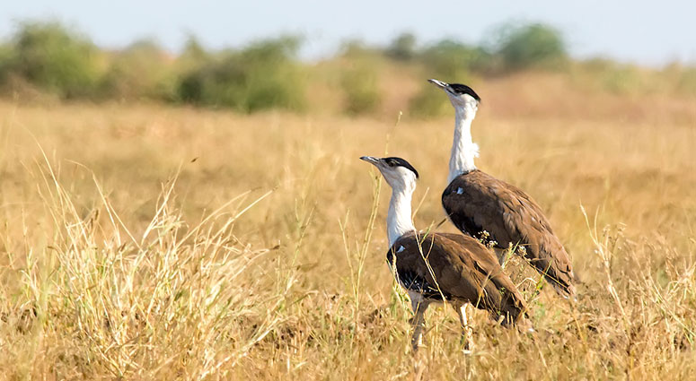 Great Indian Bustard: The Bird That Received No Attention Might Go Extinct