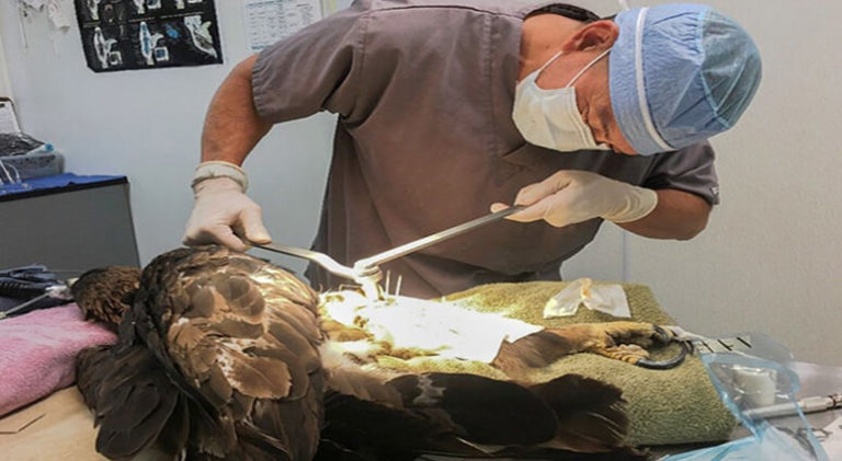 Tale of Two Brothers Who Have Saved 15,000 Birds in Past 15 Years