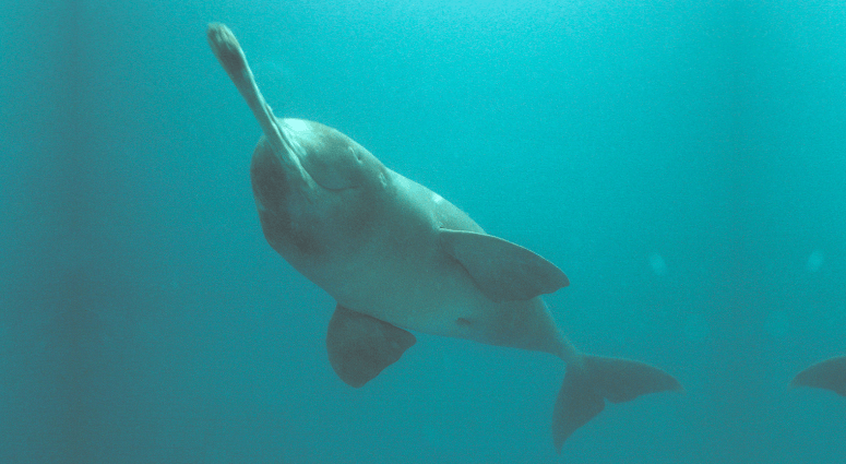 First Ever Dolphin Census in Bihar Concludes with 1,150 Dolphins in the ...