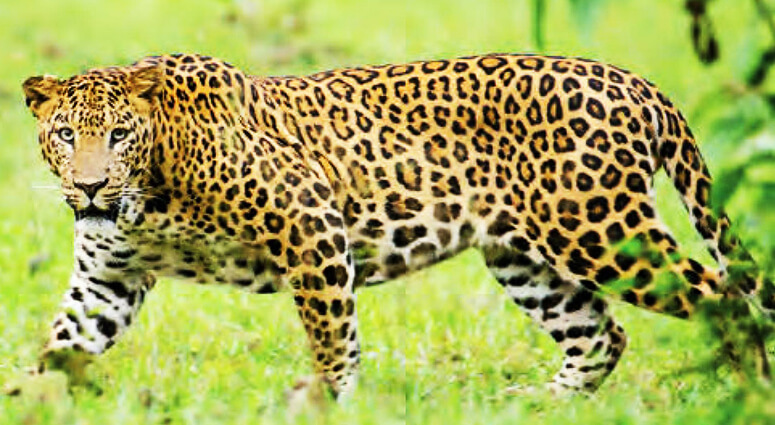 Leopard Population Increases in Sanjay Gandhi National Park in Mumbai