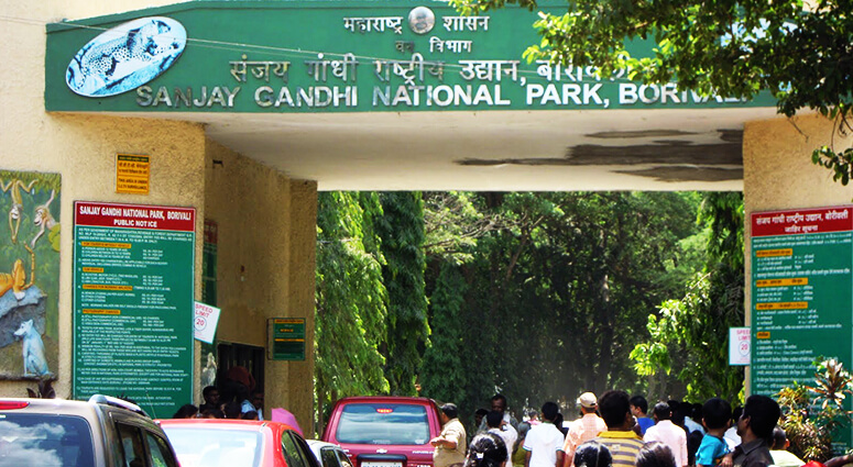 Leopard Population Increases in Sanjay Gandhi National Park in Mumbai