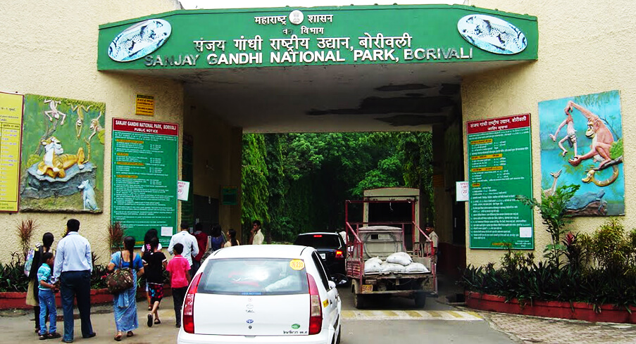 Leopard Population Increases in Sanjay Gandhi National Park in Mumbai