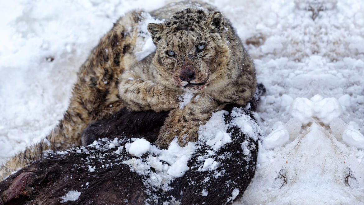 Spotting Snow Leopard in Himachal Pradesh: Sighting Increases in Spiti ...