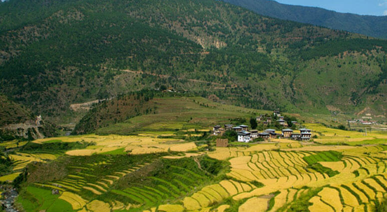 Best Travel Blog on How to Plan a Perfect Punakha Valley Trip in Bhutan