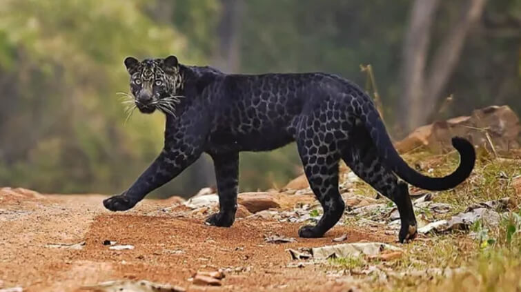 Photographer Captures Rare Black Leopard in Tadoba National Park