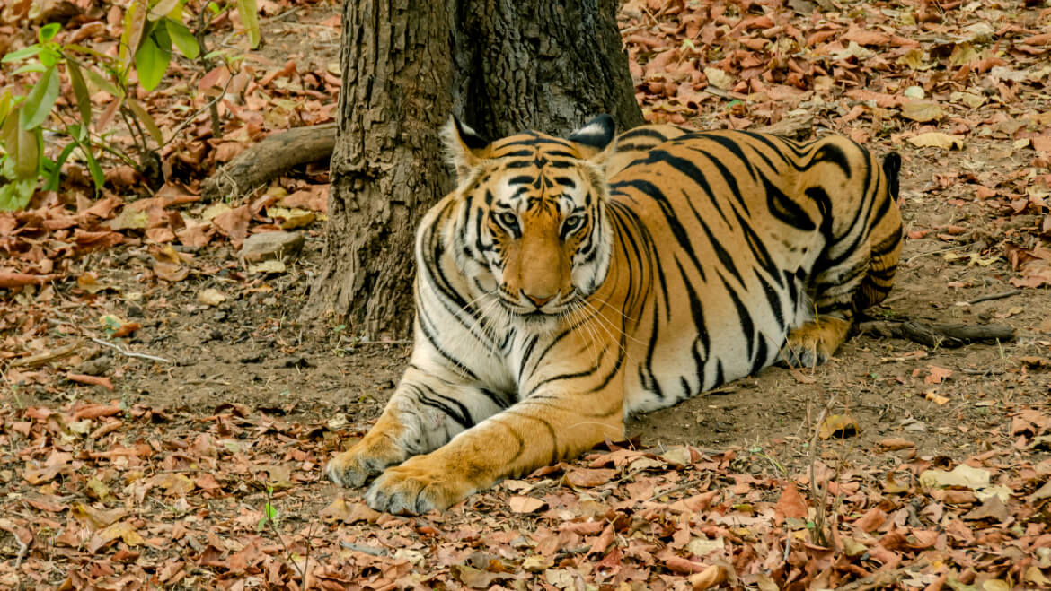 Panna National Park Added to UNESCO’s Biosphere Reserves List