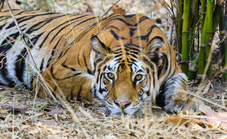 50 Important National Parks, Tiger Reserves and Sanctuaries in India