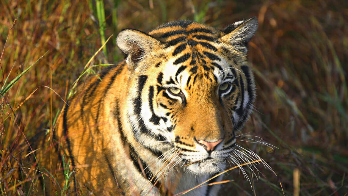 10 Best Things to Do in and around Kanha National Park | Tour My India