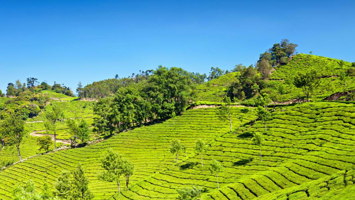 15 Best Places to Visit in Munnar, Kerala | Tour My India