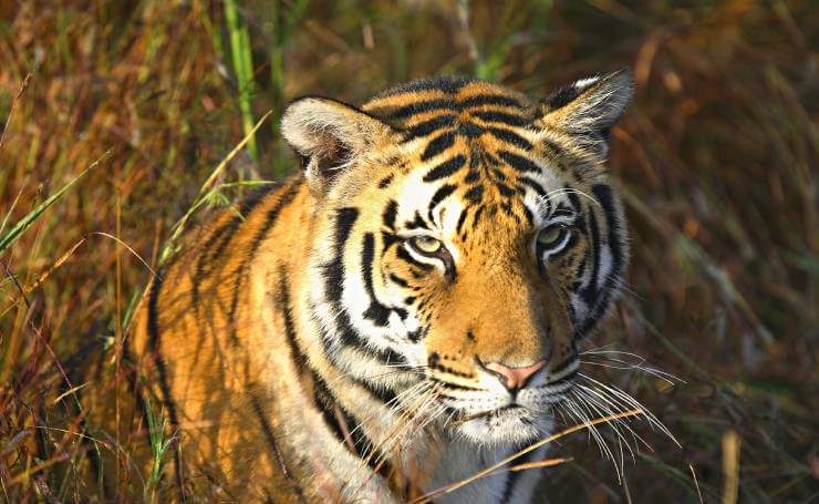 The Best Time to Visit Kanha National Park in Madhya Pradesh