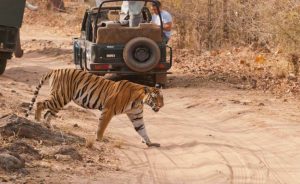 Best Things To Do & Places To Visit In Bandhavgarh National Park