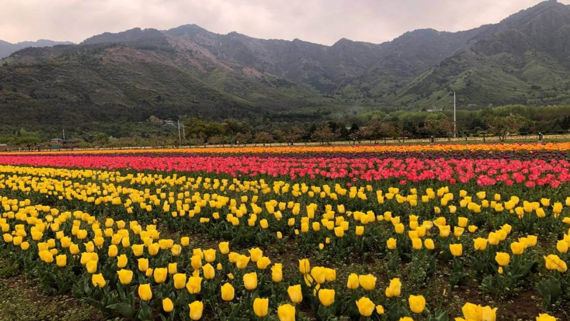 Tulip Garden in Srinagar Opens for the Visitors 2022 Kashmir Tourism