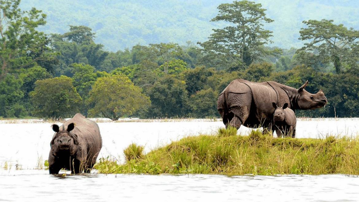 kaziranga national park best time to visit