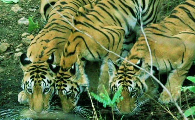 10 Best Tiger Safari Destinations in India | Tour My India