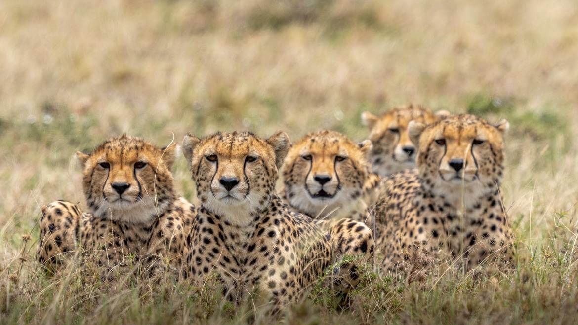 Kuno National Park Gets 8 African Cheetah Under Project Cheetah