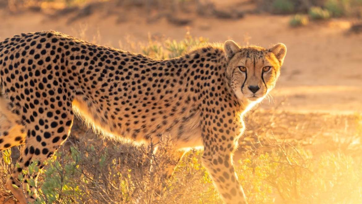 kuno-national-park-gets-8-african-cheetah-under-project-cheetah