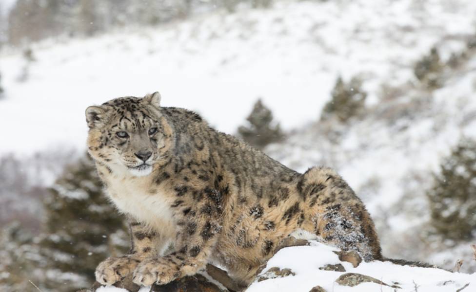 10 Top Places for Snow Leopard Sighting in India | Tour My India