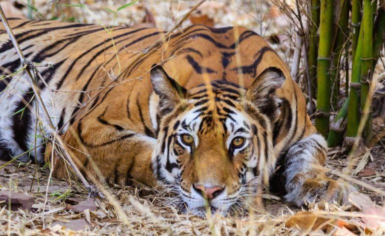 10 Best Tiger Safari Destinations in India | Tour My India