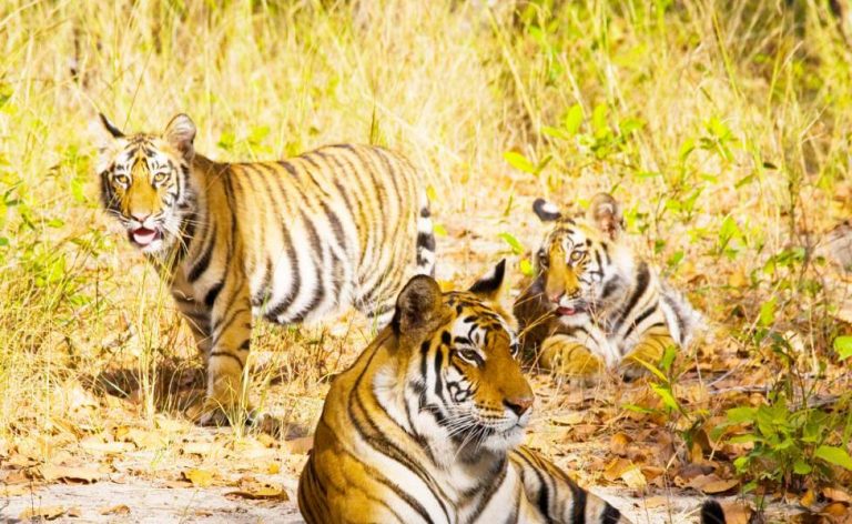 Tiger Population in India Grows to 3,167, According to Latest Census | TMI