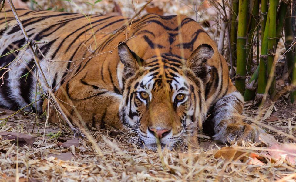 6 Best Tiger Reserves to Visit in India | Tour My India