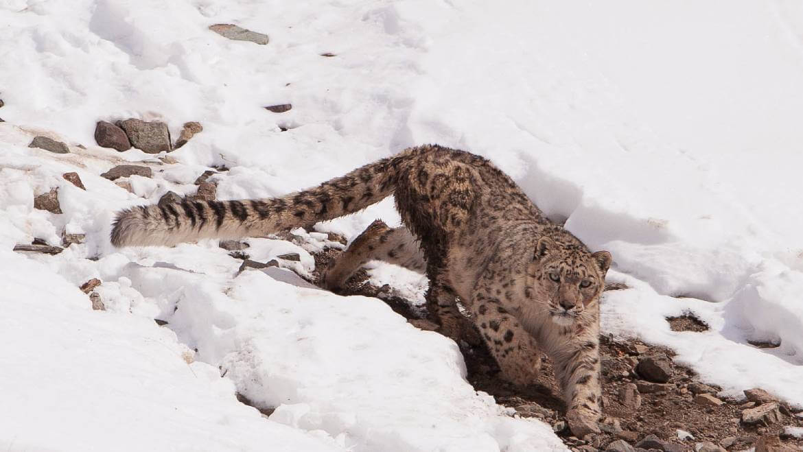 Arunachal estimated to be home to 36 snow leopards