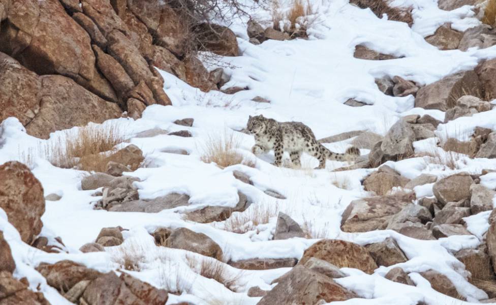 Snow Leopard Population in India Tour My India