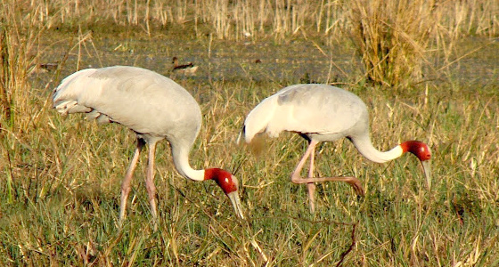 Bharatpur Bird Sanctuary