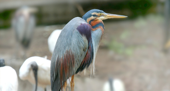 Bharatpur Bird Sanctuary